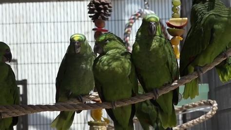 FIU researchers search for permanent homes for 24 Amazon parrots smuggled into MIA; suspect charged